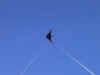 waspflying2.JPG (12049 bytes)