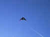 waspflying3.JPG (12163 bytes)